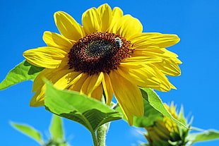 macro shot of a sunflower