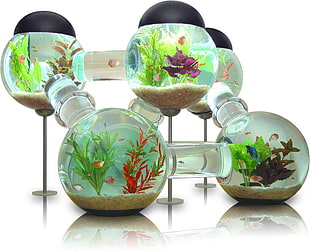 green and white ceramic pitcher, aquarium