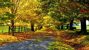 green and brown leafed tree, forest