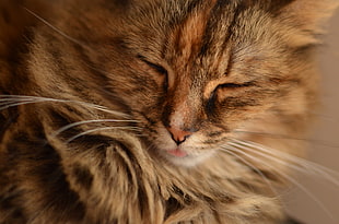 brown Tabby cat HD wallpaper