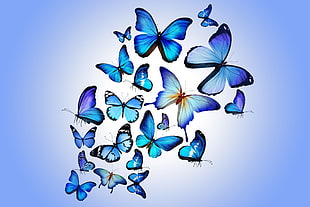 clouds of Blue Morpho and Ulysses butterflies