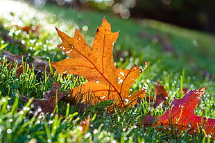 yellow leaf in shallow focus lens HD wallpaper