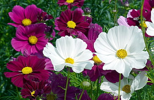 close up photo of white and purple petaled flowers