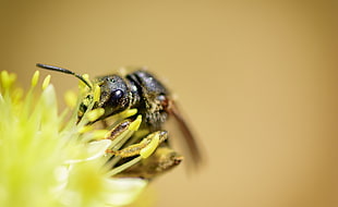 macro photography of black and yellow wasp perched on yellow flower HD wallpaper