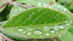 close up photo of water drops on green leaf HD wallpaper