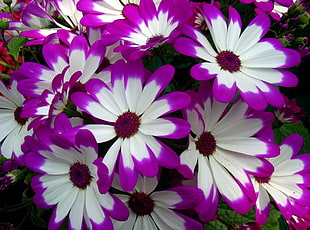 closeup photo of white-and-pink Daisy flowers