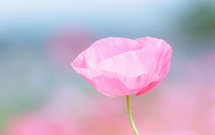 selective focus photography of pink poppy flower
