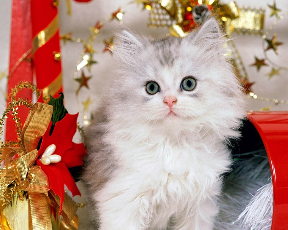white and gray Persian kitten HD wallpaper