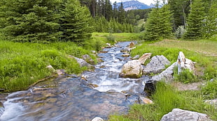 green leaf trees near river during daytime photo