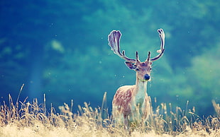 brown deer, animals, deer, antlers