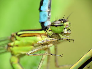 green and black dragonfly, bluets