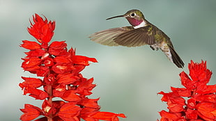 flying bird on top of red flowers
