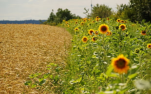 Common Sunflower Flower field HD wallpaper