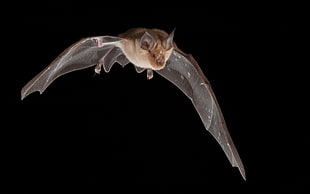 brown bat HD wallpaper