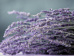 selective focus photography of purple Lavender flowers