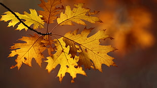 brown maple leaf, macro, leaves, nature