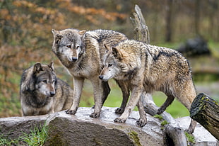 three gray Wolves in rock