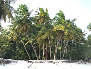 green coconut tree