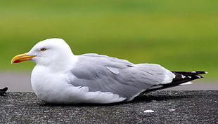 white and gray bird on black ground