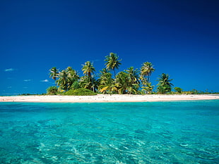 coconut trees on island surrounded with water, beach, island, tropical
