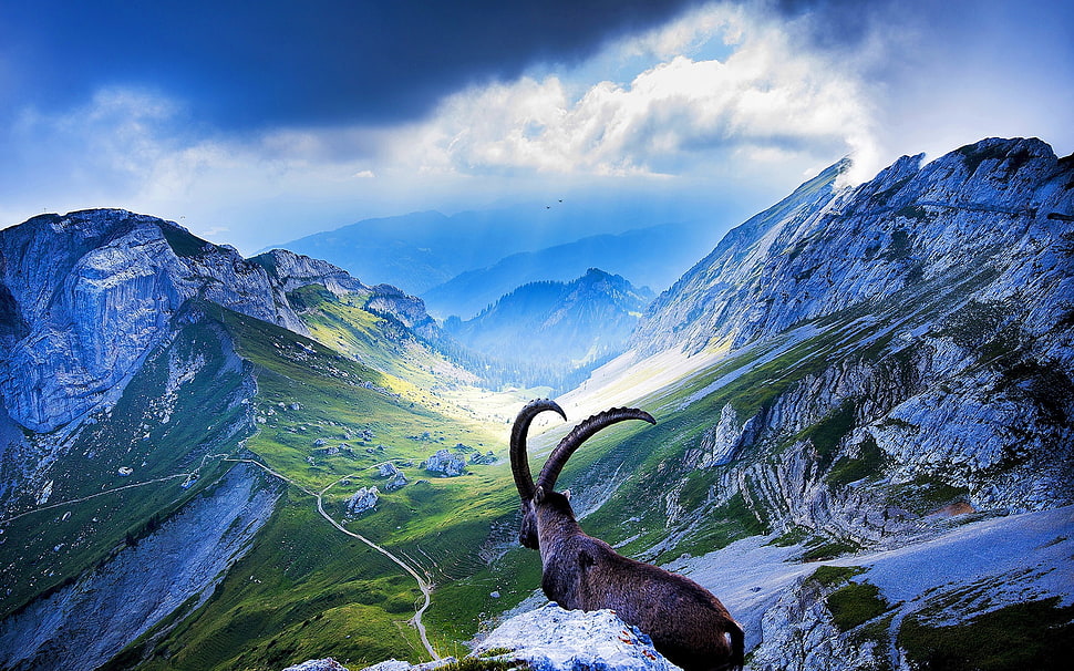 brown deer seeing mountain HD wallpaper