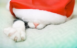 white cat wearing white and red Santa Claus hat