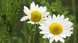 selective focus photography of daisy flowers