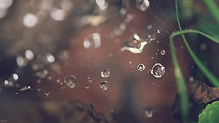macro shot of droplets HD wallpaper