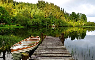 gray and white row boat, nature, lake, forest, boat