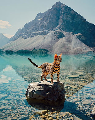 brown and black Ocelot cat on brown rock surrounded by shallow water
