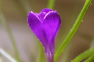 close up photo of purple tulip