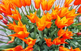 focused photo of orange-and-green flowers