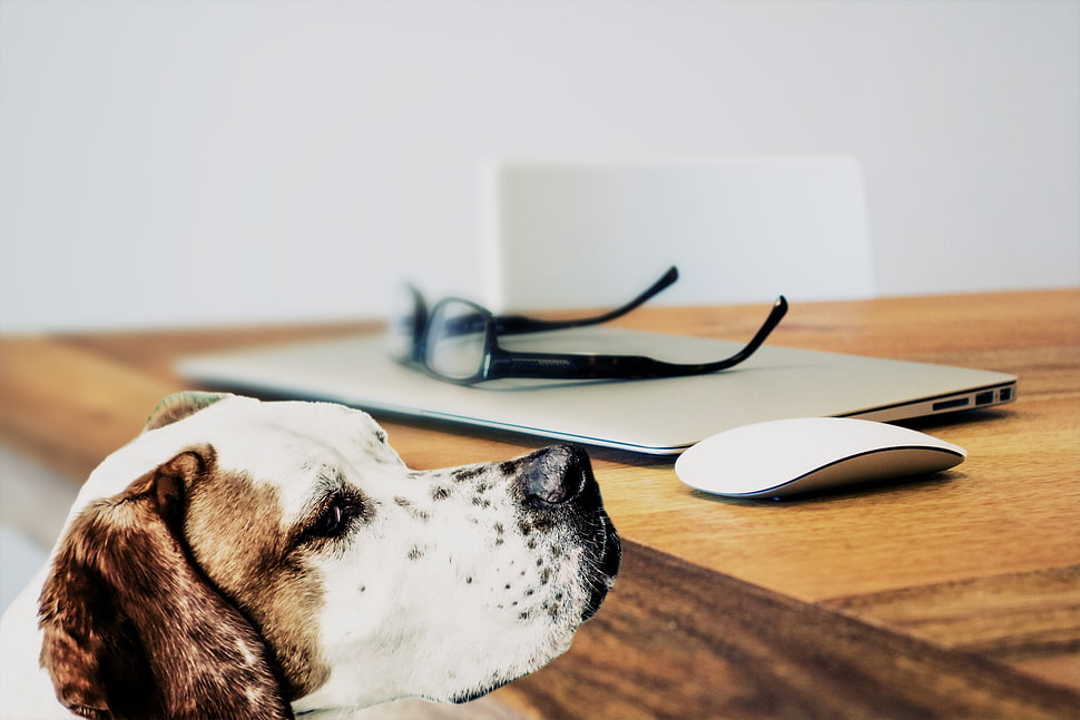white and brown dog standing near Apple magic mouse on table HD wallpaper