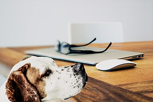 white and brown dog standing near Apple magic mouse on table