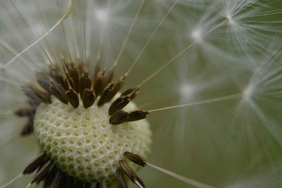Dandelion flower on bloom HD wallpaper