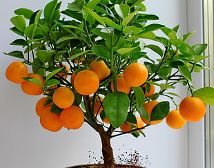 oranges photo