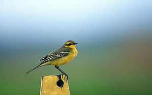 yellow-browed bird