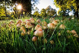photo of mushroom in green grass field, stockholm