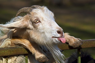 shallow focus photography of gray and brown goat during daytime