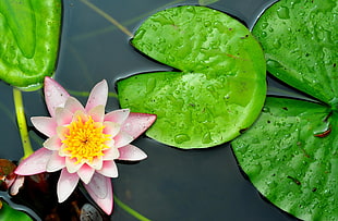 pink Lotus and lily pads closeup photo