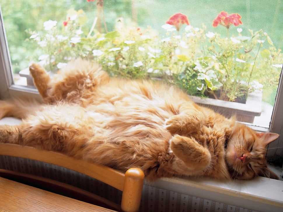 long-fur orange cat lying on window HD wallpaper