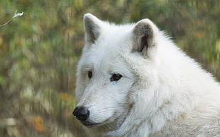 closeup photography of adult white shepherd
