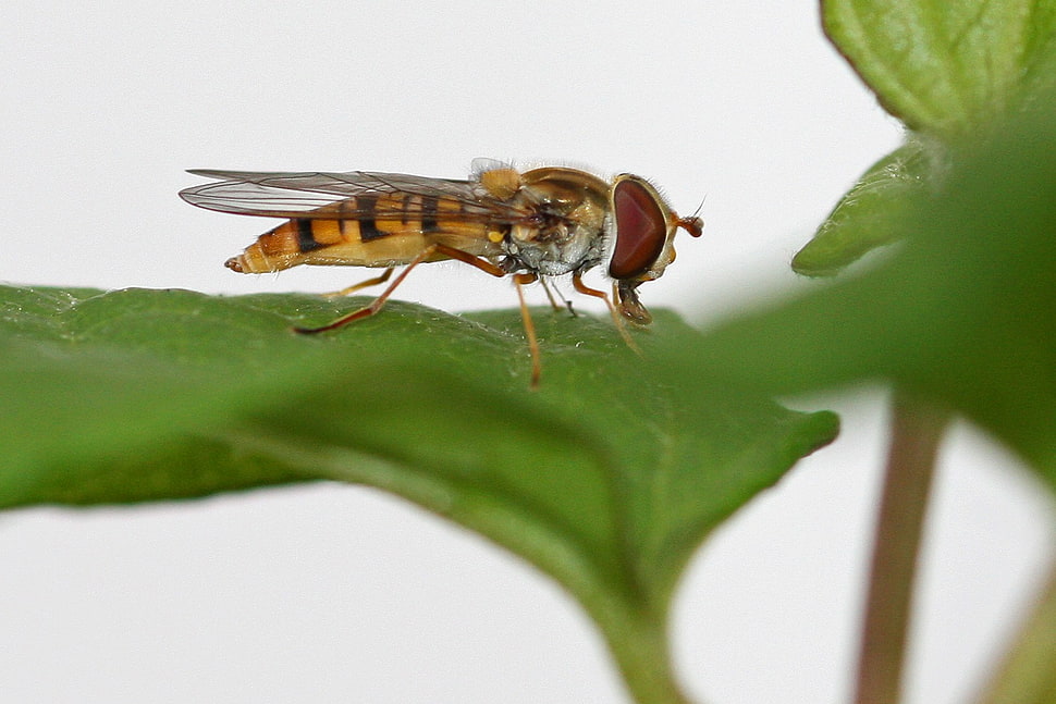 yellow and black Hoverfly on green leaf, hover fly HD wallpaper
