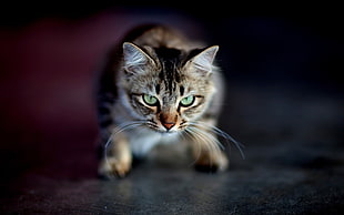 shallow focus gray tabby cat