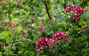 pink-and-white flowers surrounded by green leaves during daytime