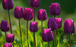 bed of purple tulips