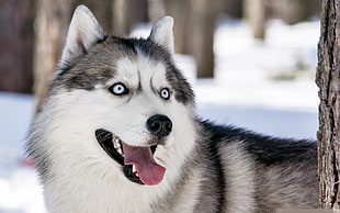 short-coated white and gray dog, dog, winter, animals, Siberian Husky 