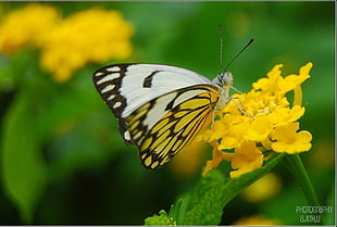 selective photography of yellow and white butterfly on yellow petaled flower, caper white