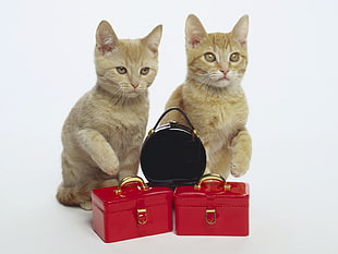 two orange tabby kittens beside purse bag