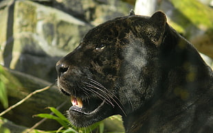 selective focus photo of black jaguar